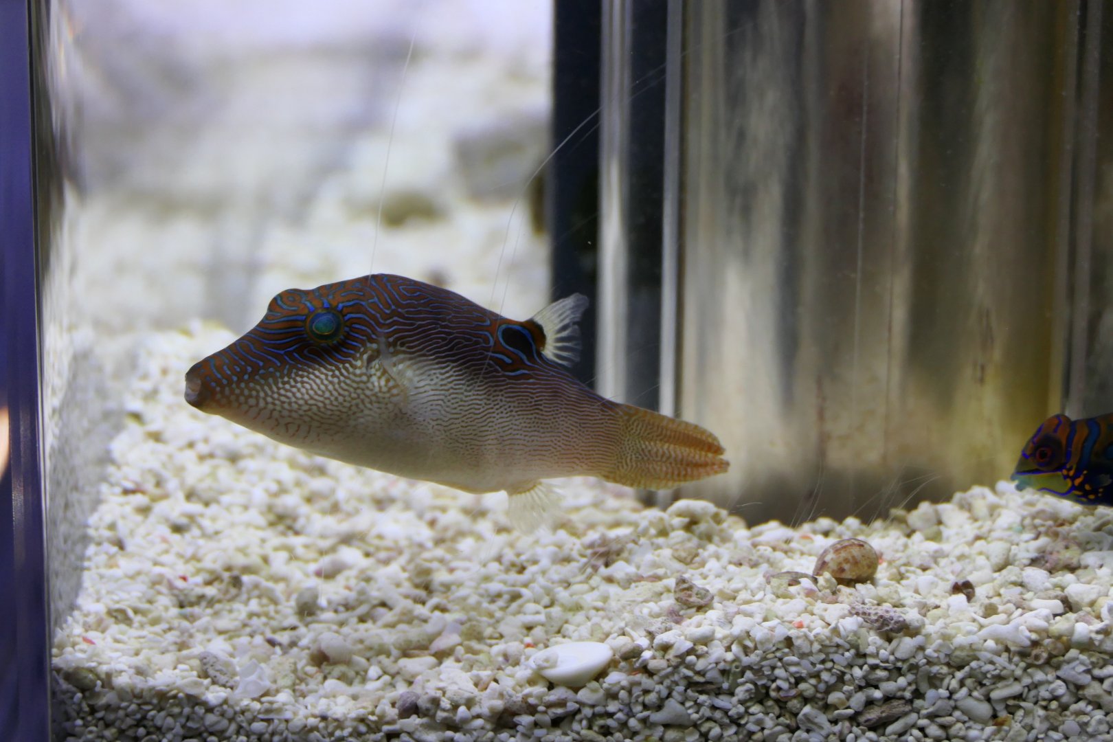 Compressed Toby (Canthigaster compressa)