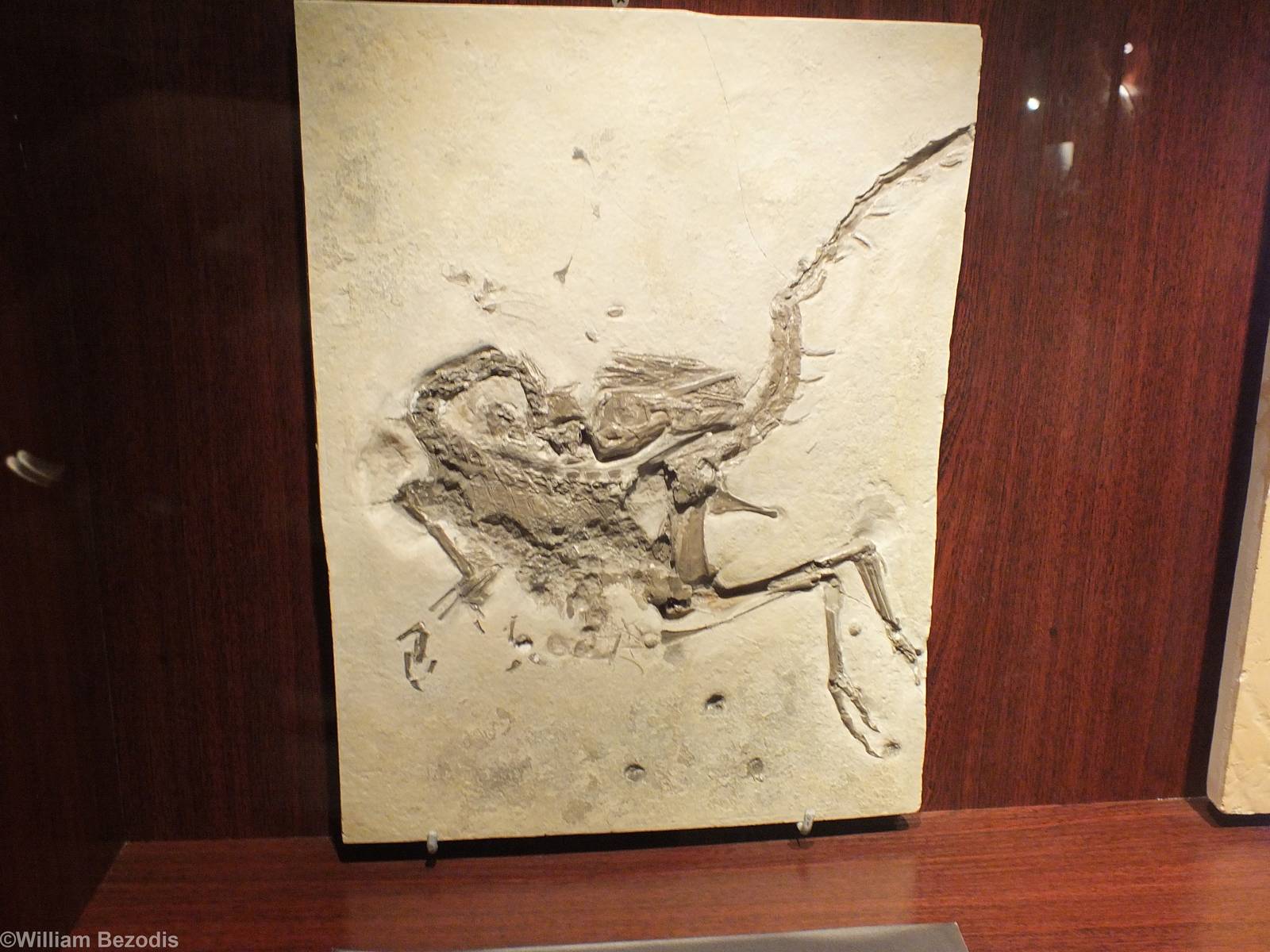 Compsognathus longipes - Warsaw Museum of Evolution