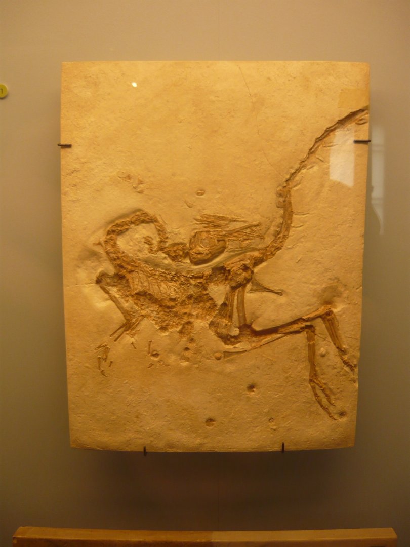 Compsognathus longipes