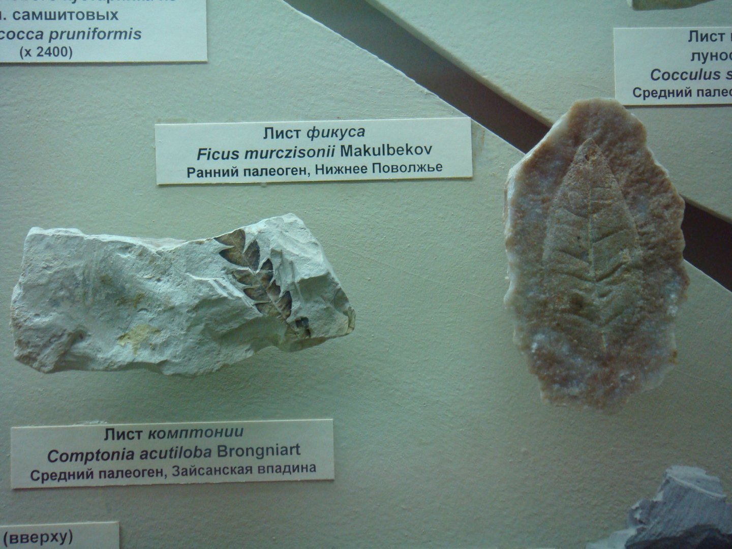 Comptonia and Ficus leaves