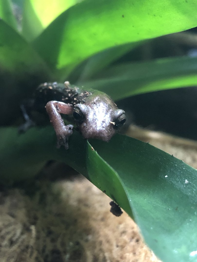 Conant's mushroom tongue salamander