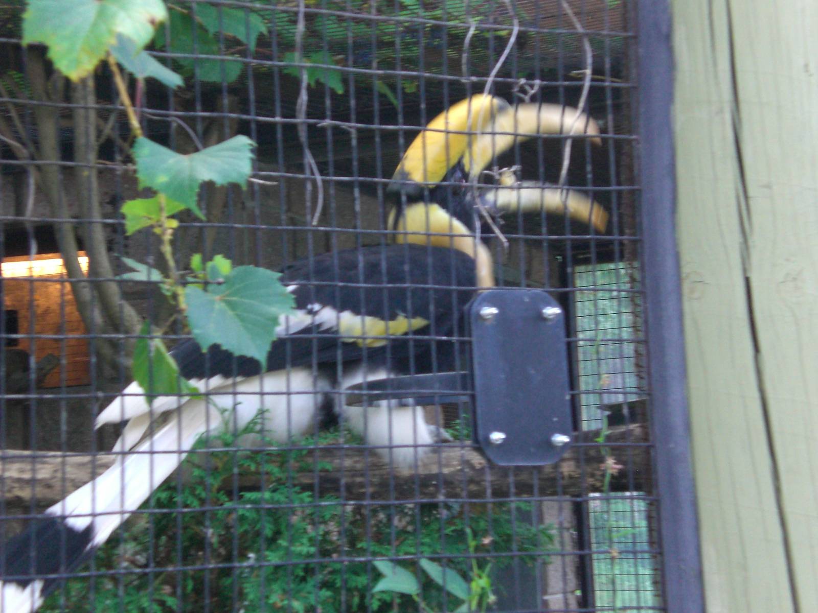 Concave casqued hornbill