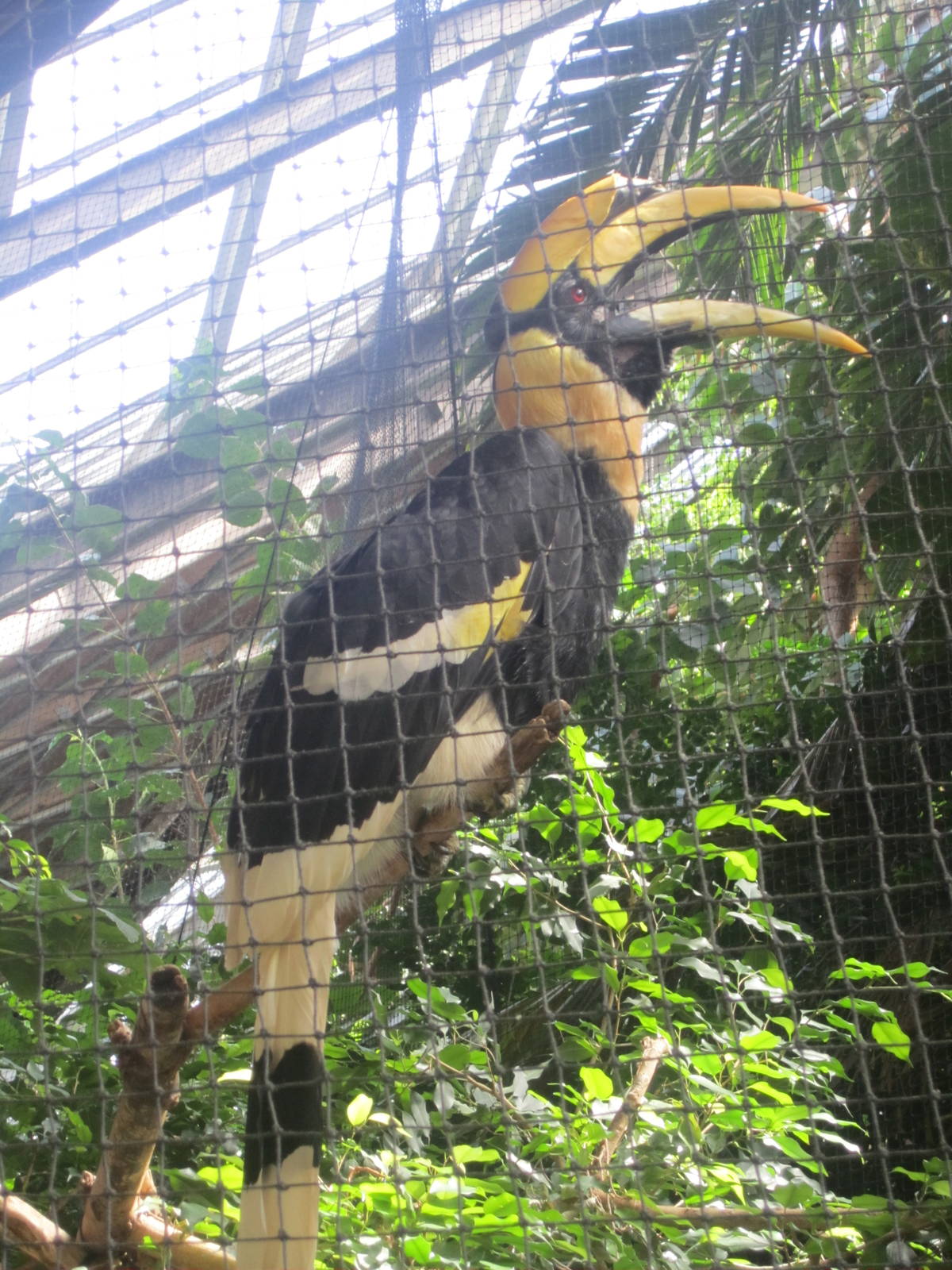 Concave Casqued Hornbill