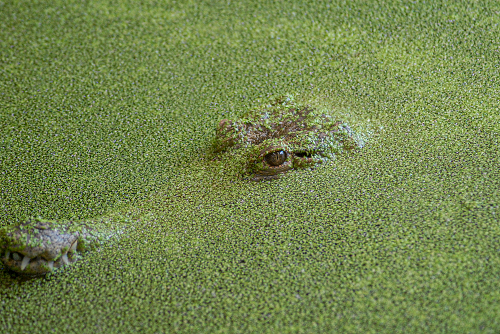 Concealed - COTW 2022