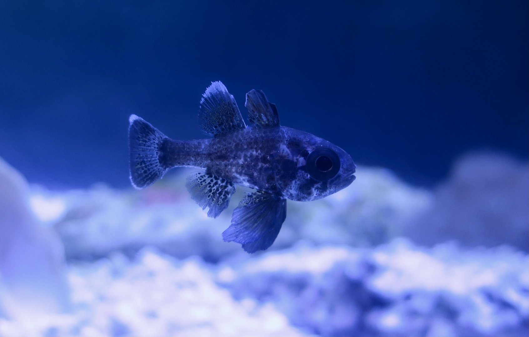 Conchfish (Astrapogon stellatus)