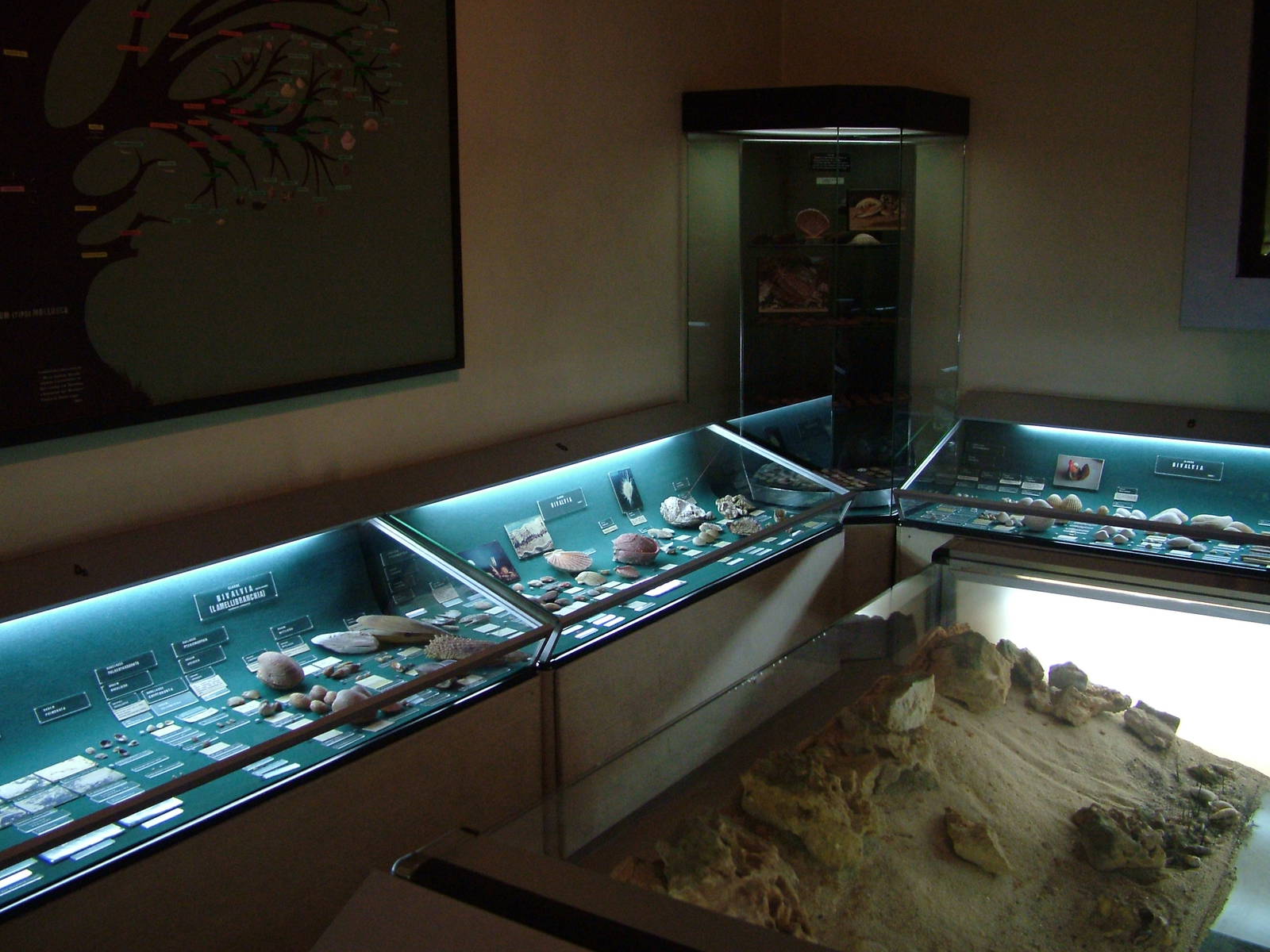 Conchology Room - Museum Displays at Vasco da Gama Aquarium, 25/05/11