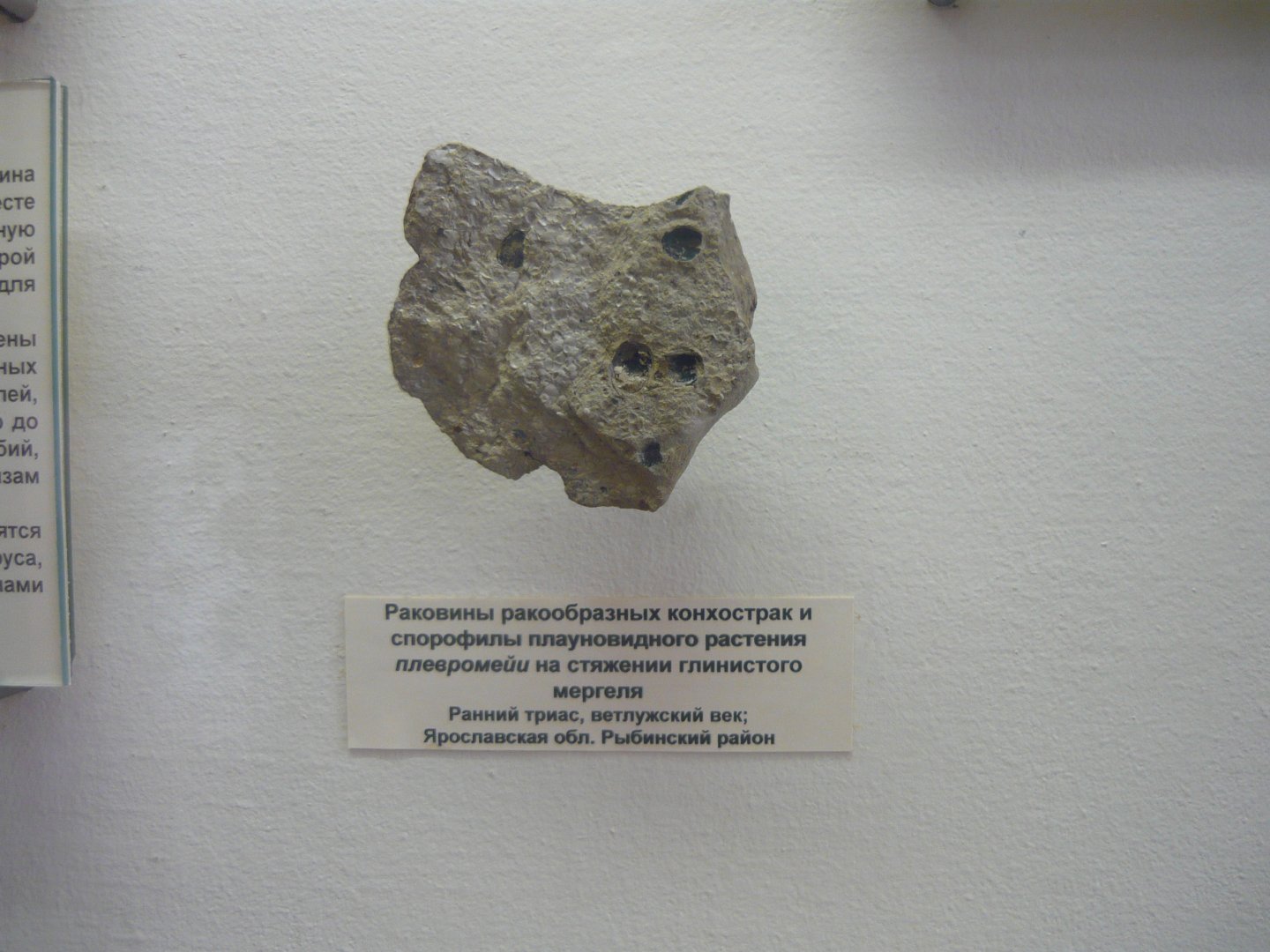 Conchostracan shells and Pleuromeia sporophylls