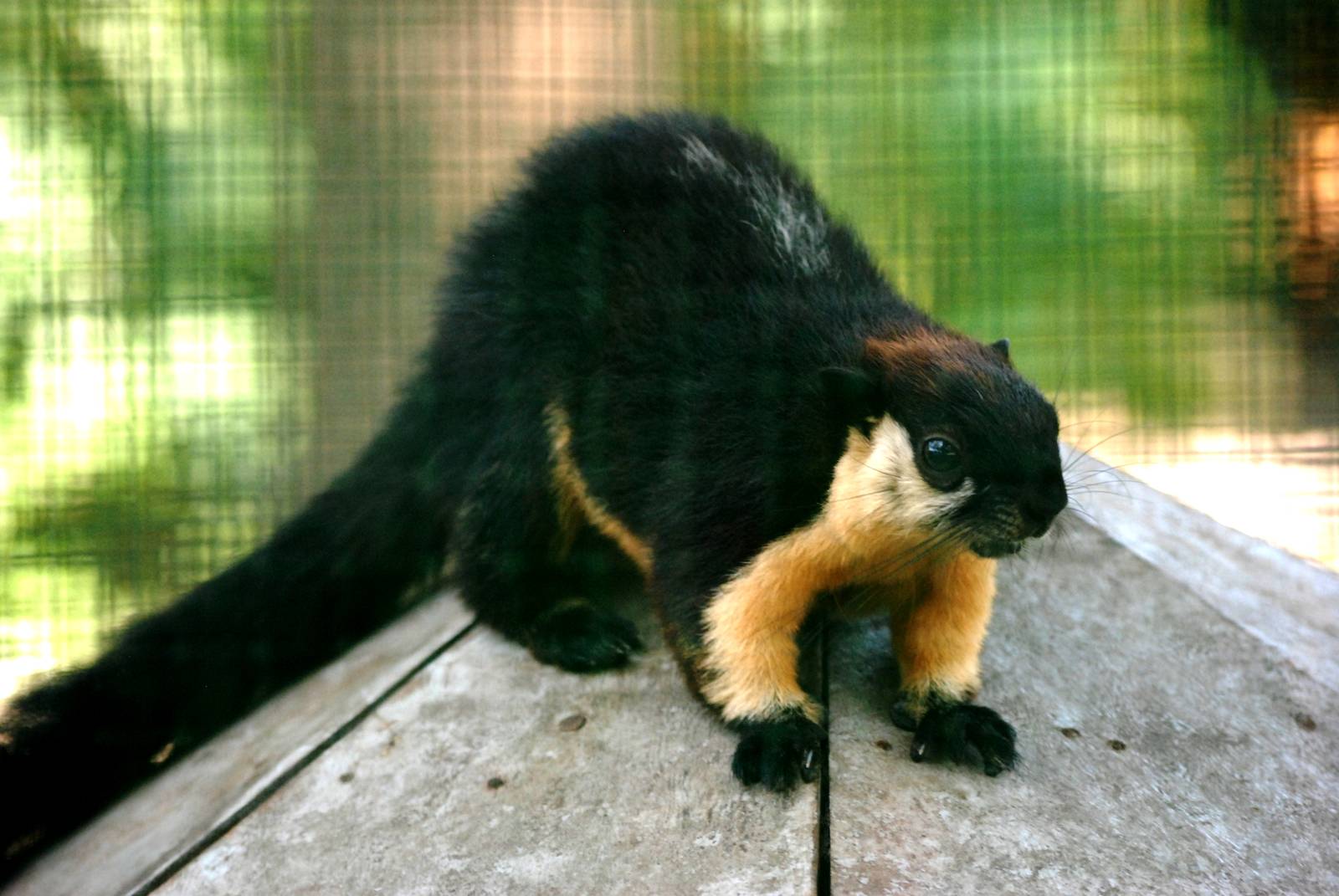 Condao Black Giant Squirrel at Saigon Zoo, 16/03/12