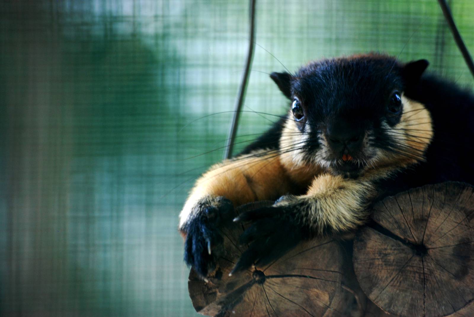 Condao Black Giant Squirrel at Saigon Zoo, 16/03/12
