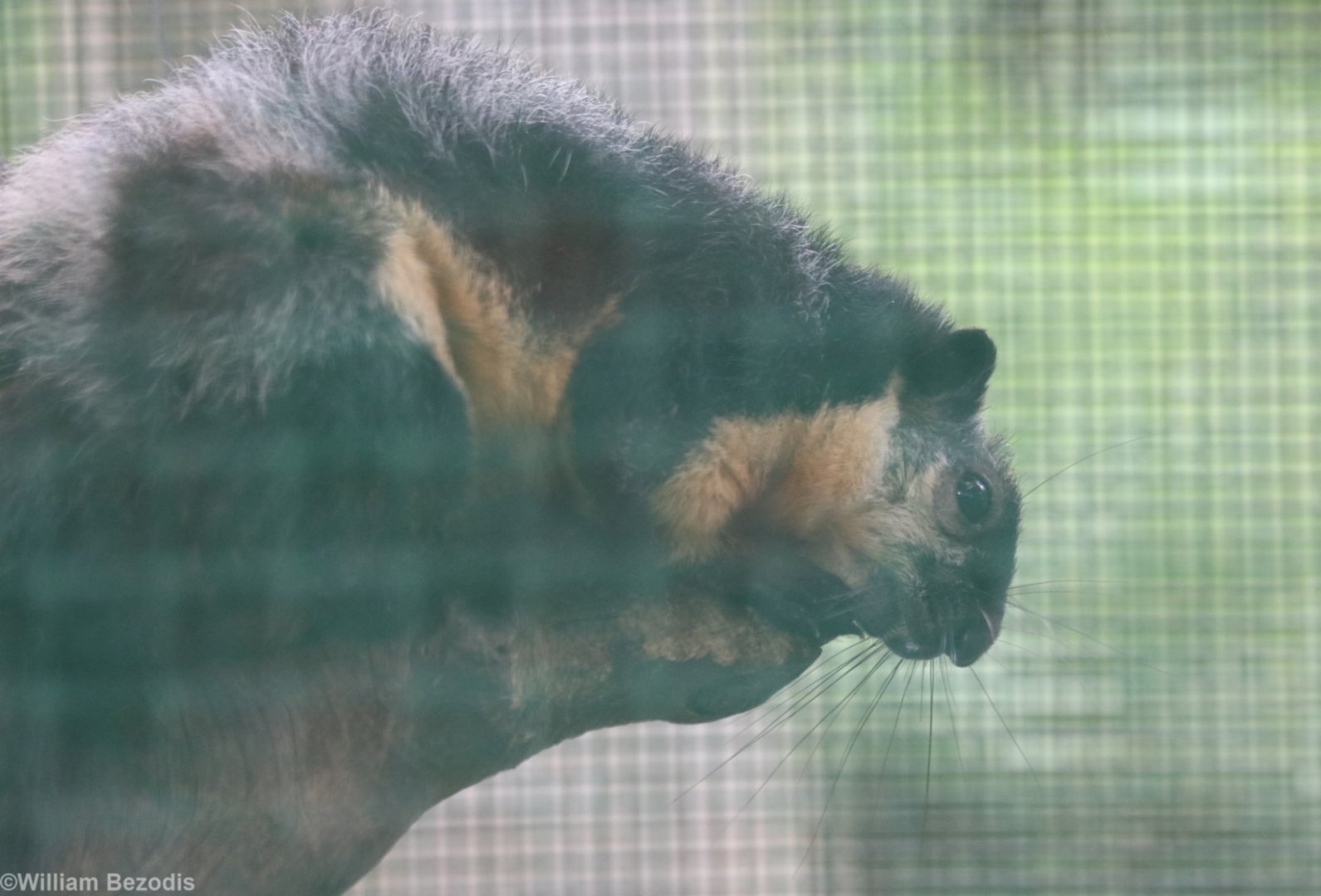 Condao Giant Squirrel