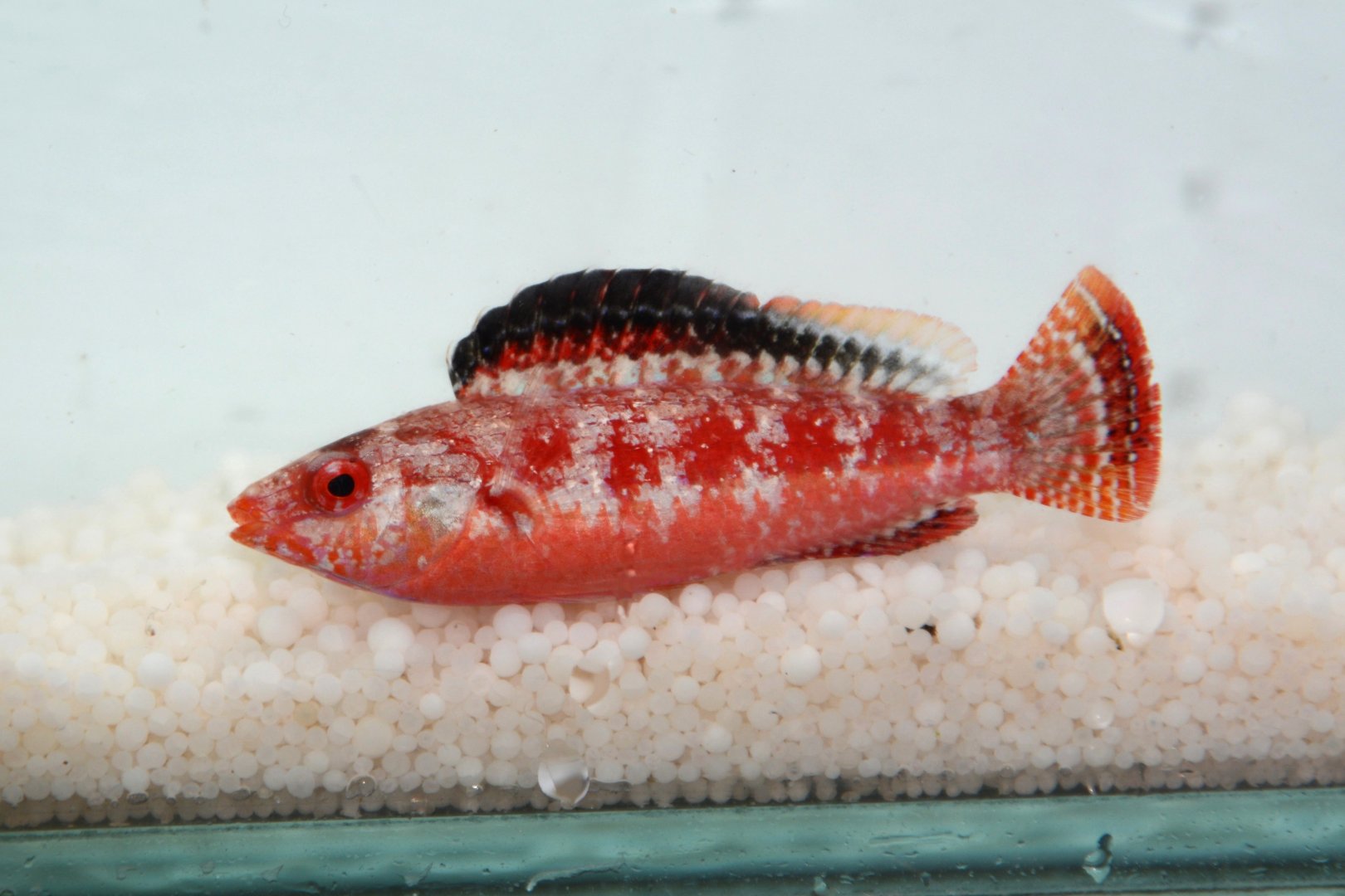 Conde's wrasse (Cirrhilabrus condei)