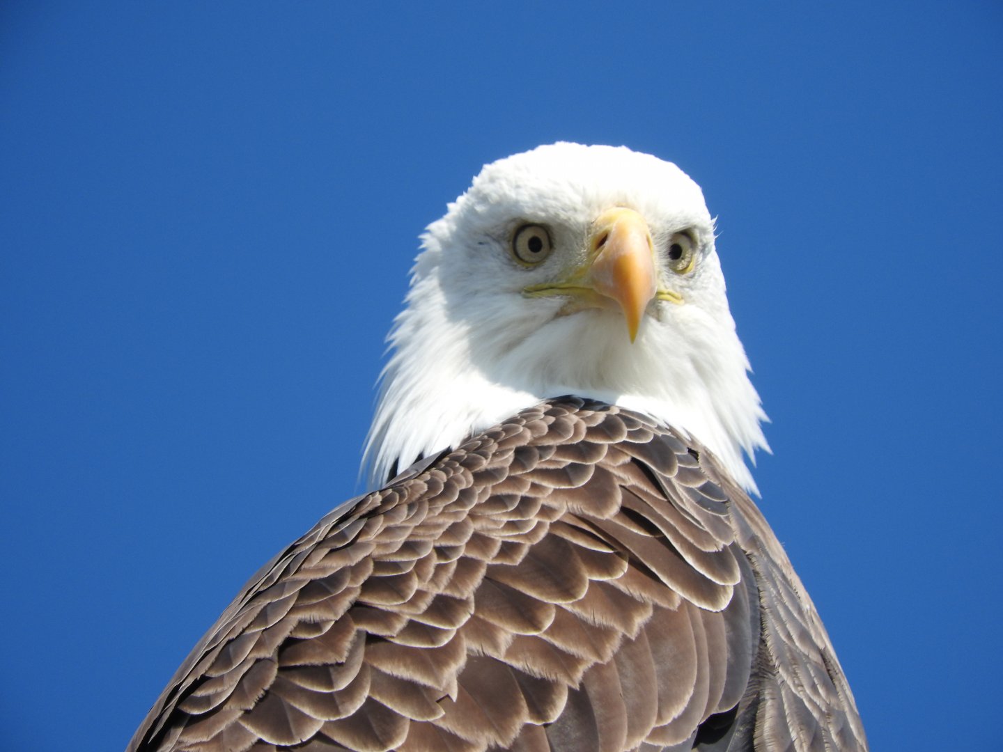 Condescending Eagle