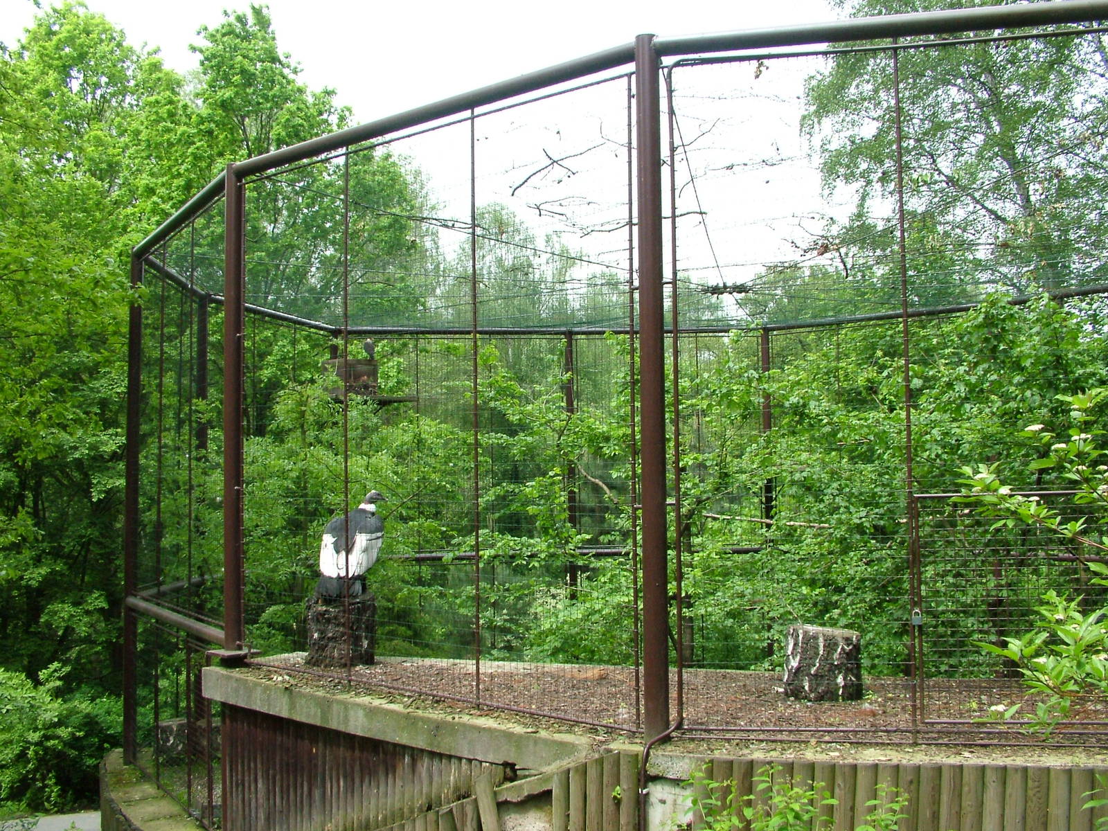Condor and Caracara Aviary at Ostrava, 29/05/10