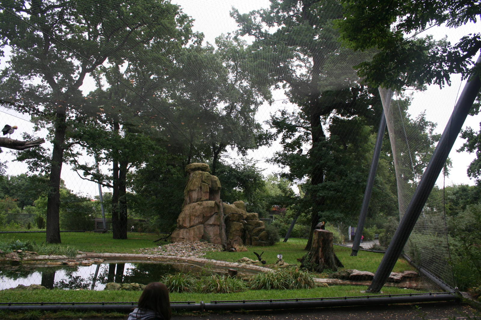 Condor aviary  - Berlin July 08