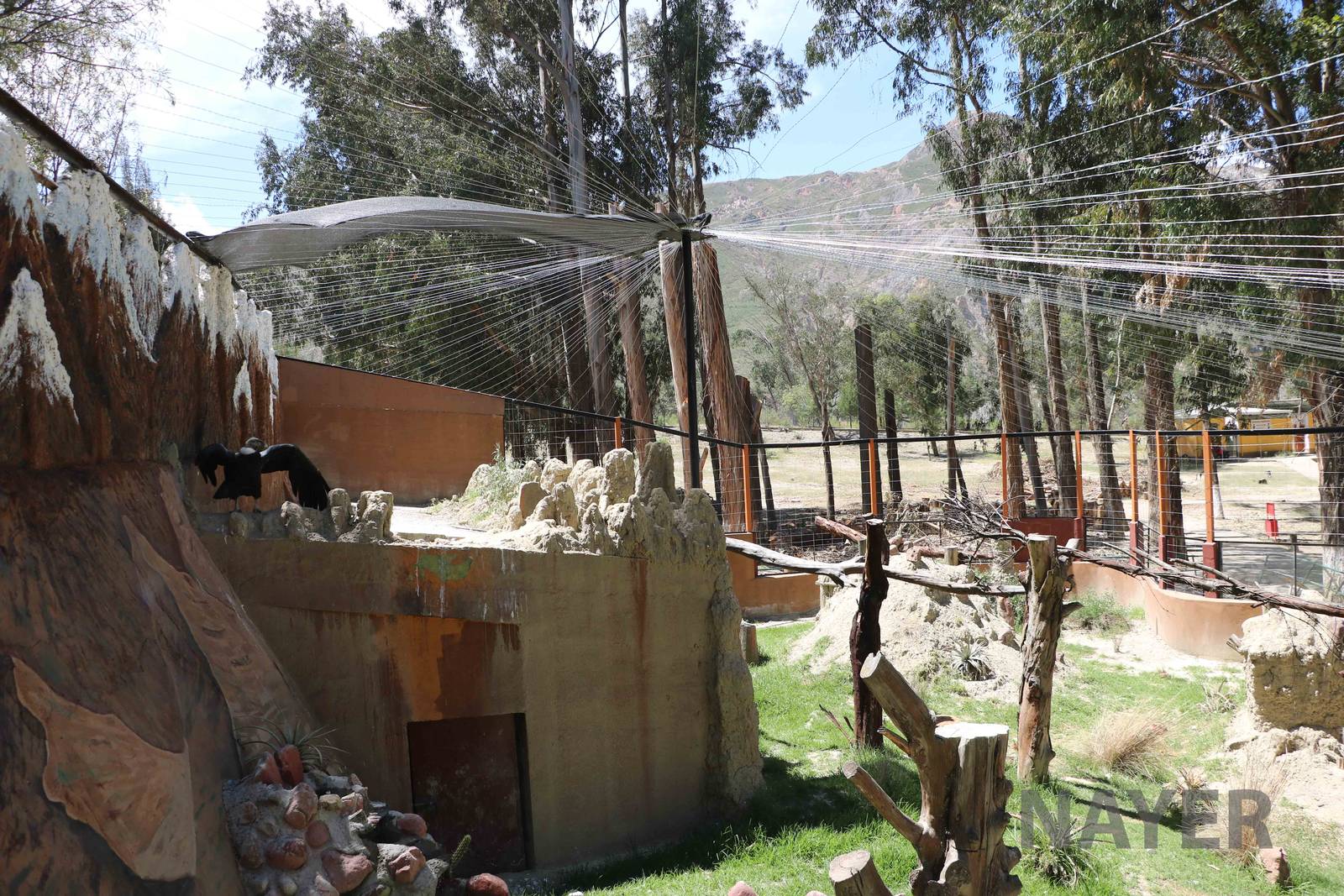 Condor aviary, March 2016