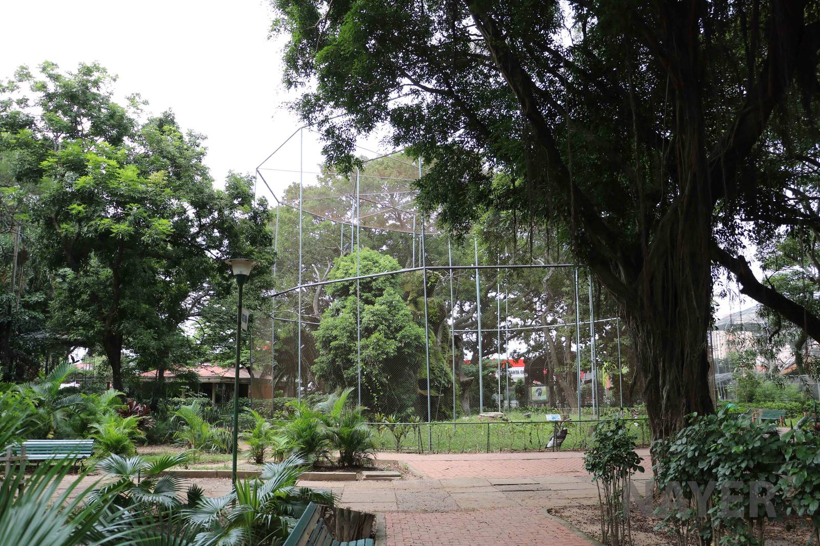 Condor aviary, March 2016