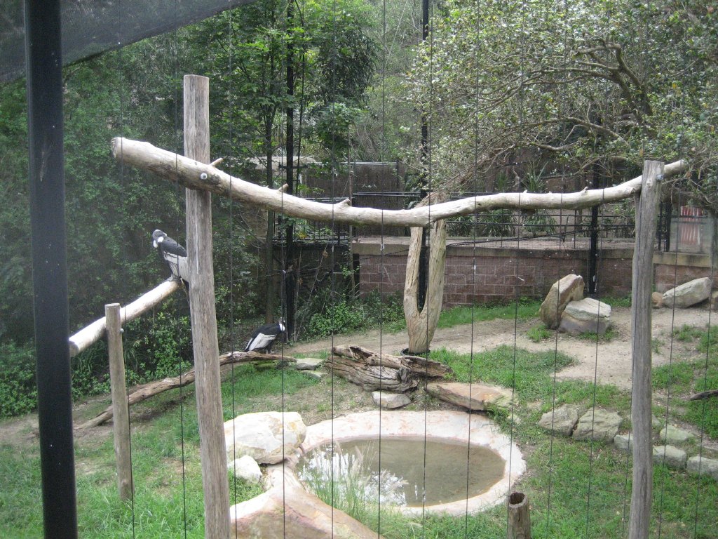 Condor aviary