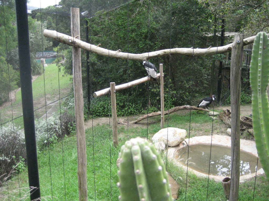 Condor Aviary