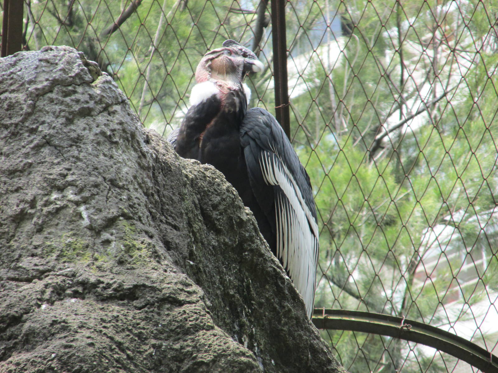 condor BA zoo