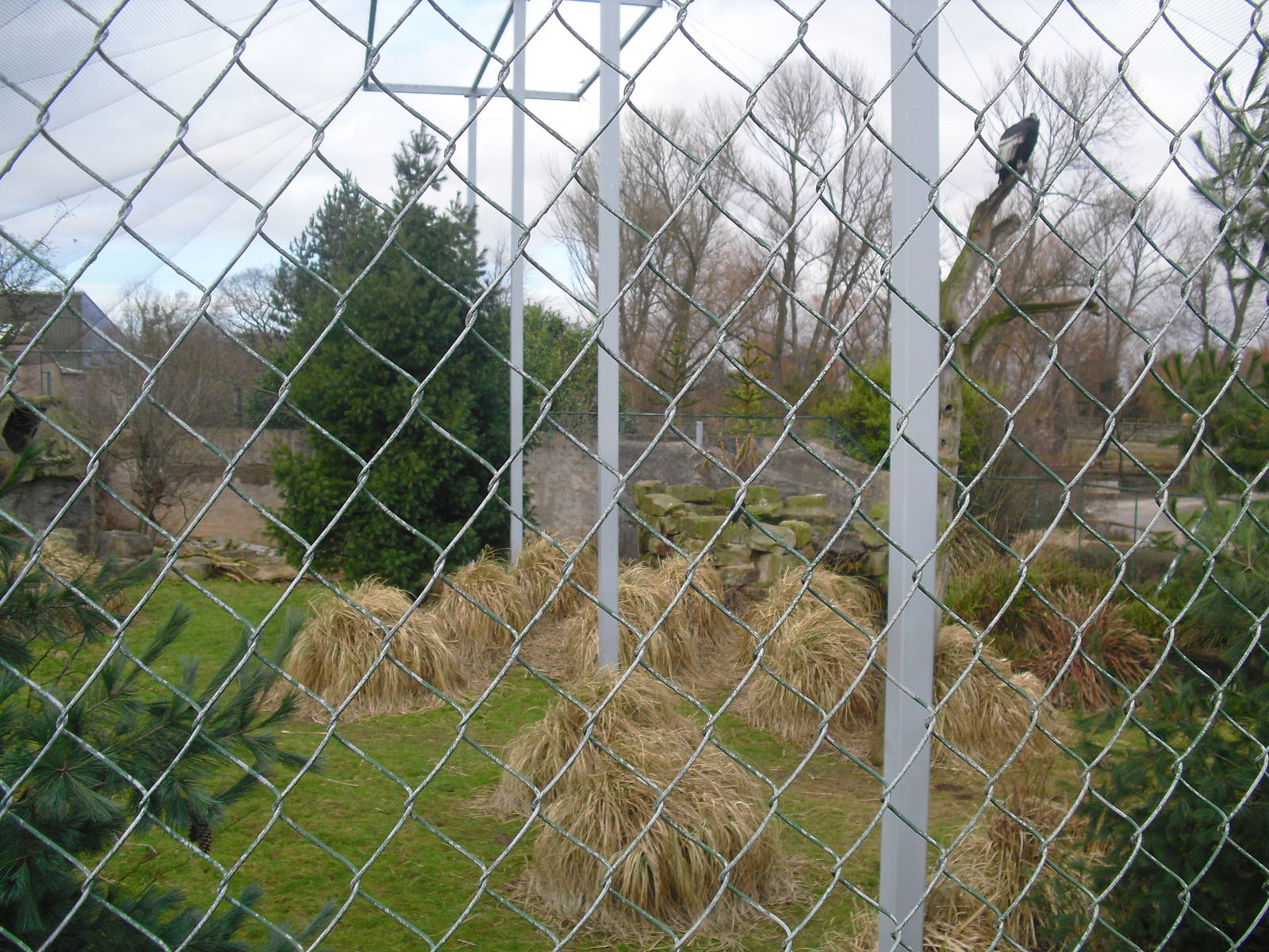 Condor Cliffs Aviary - 16/02/2011
