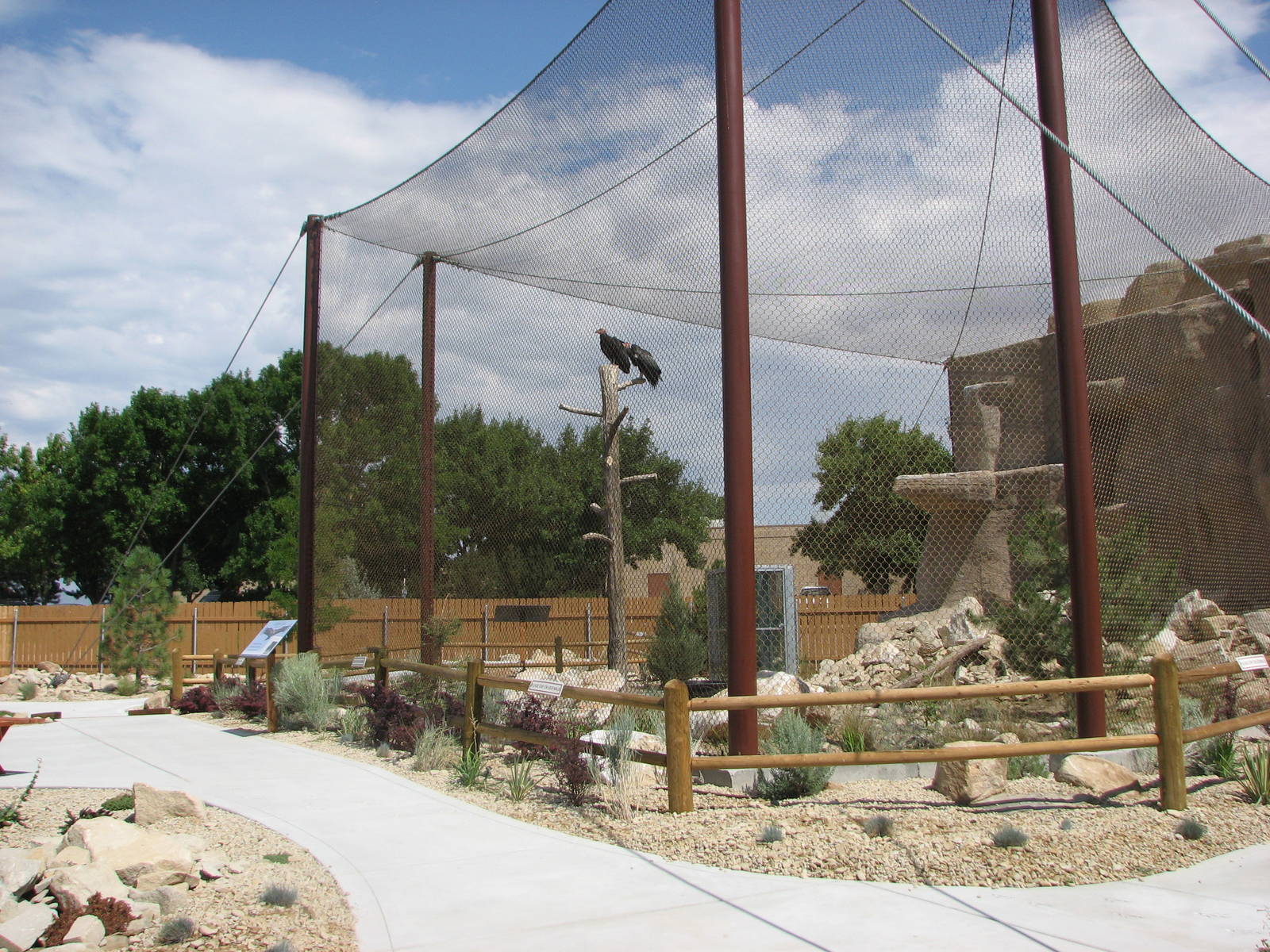 Condor Cliffs - California Condor