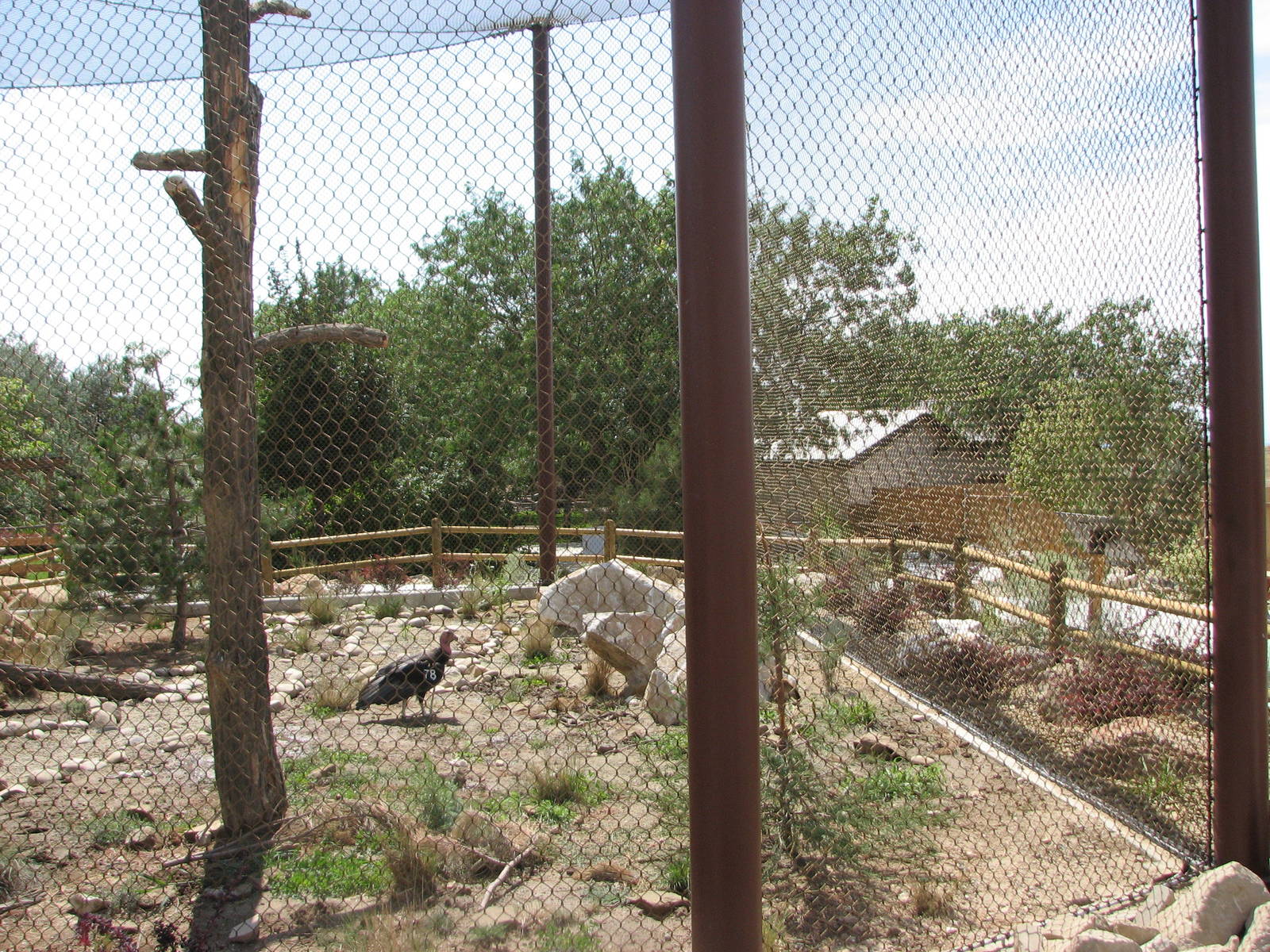 Condor Cliffs - California Condor