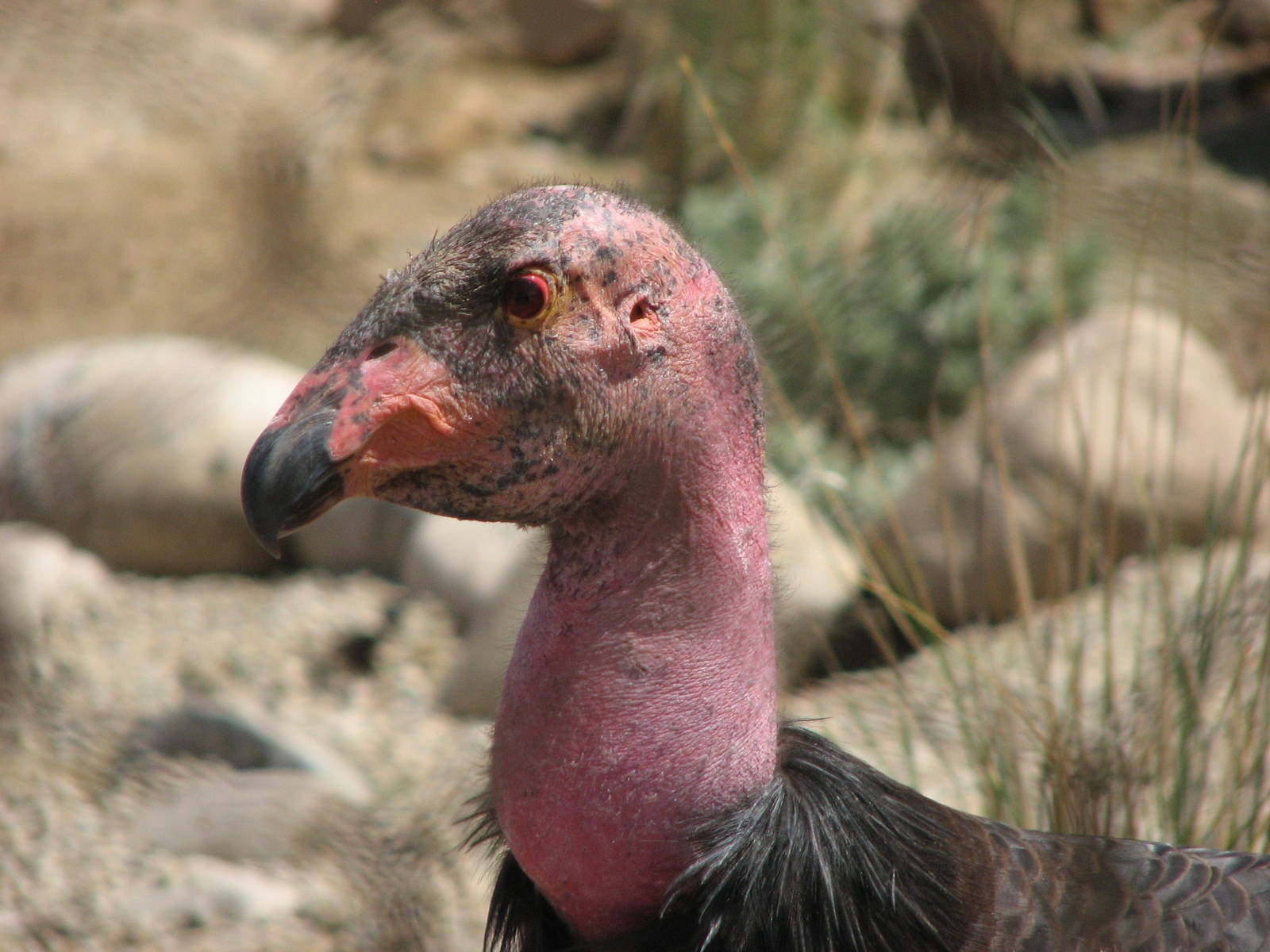 Condor Cliffs - California Condor
