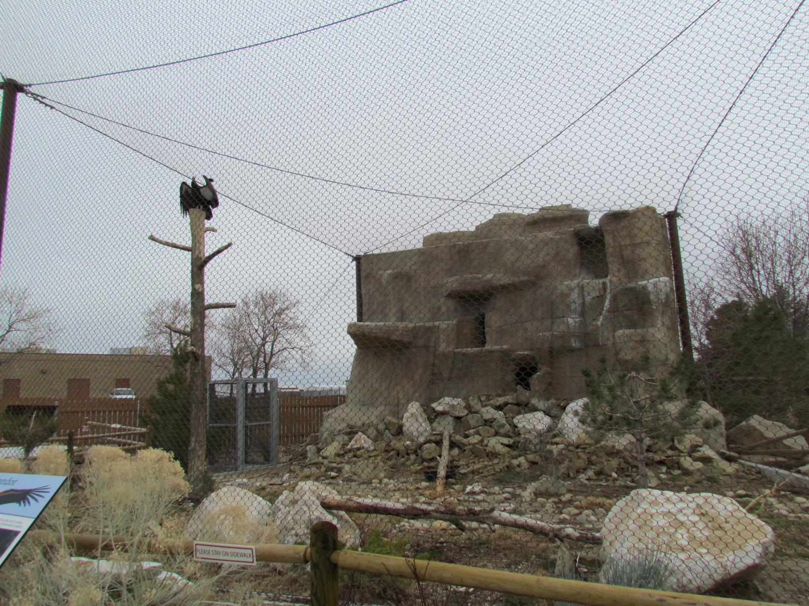 Condor Cliffs - California Condor