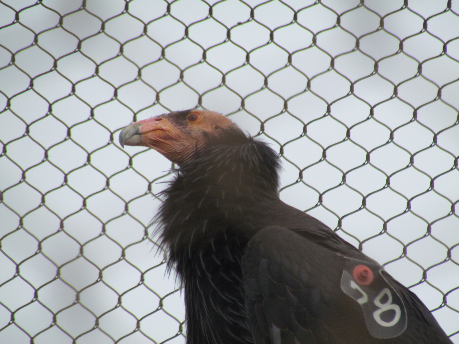 Condor Cliffs - California Condor