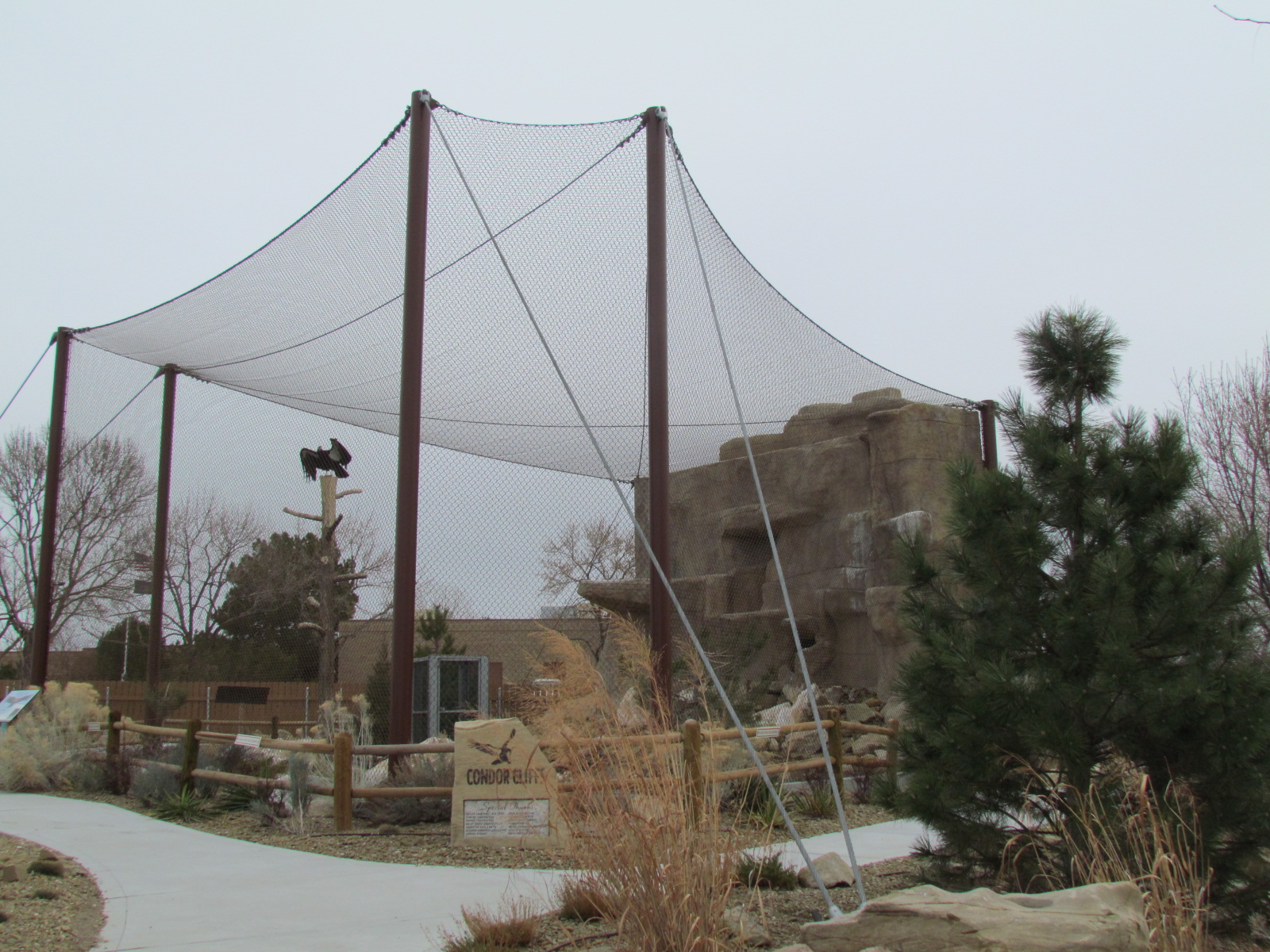 Condor Cliffs - California Condor
