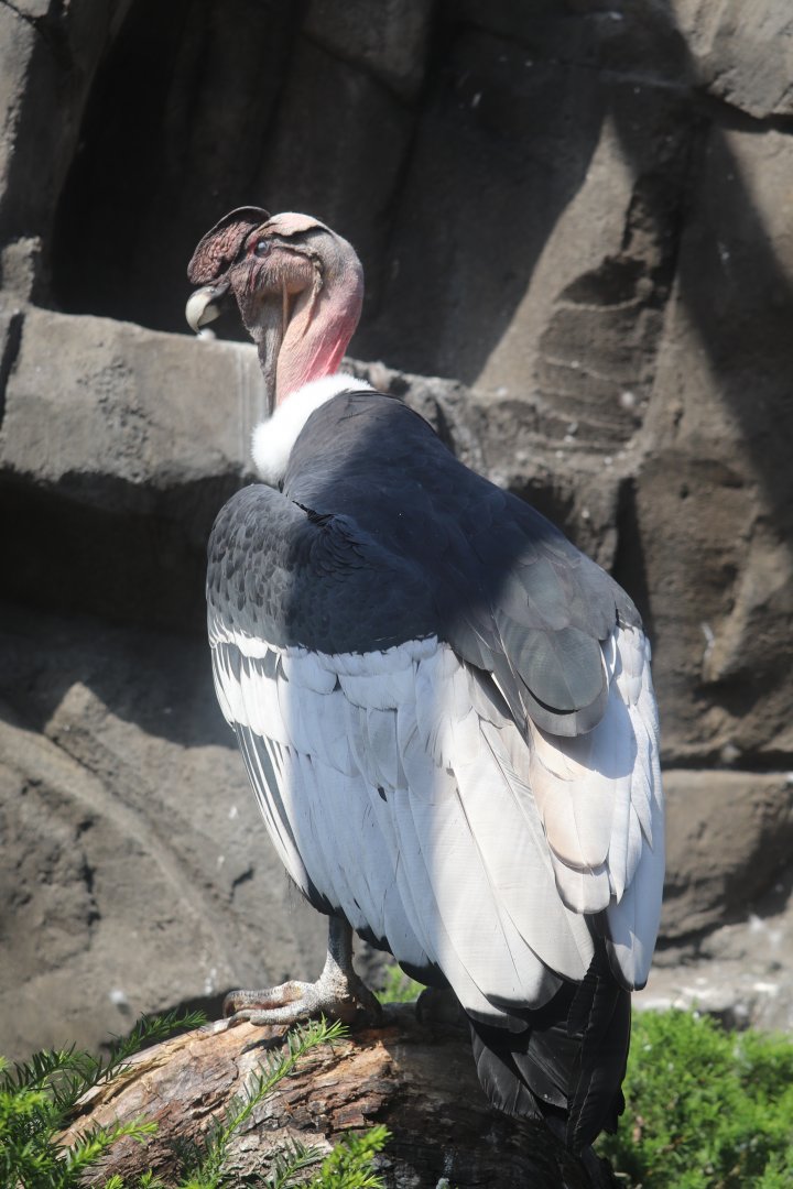 Condor Court - Andean Condor