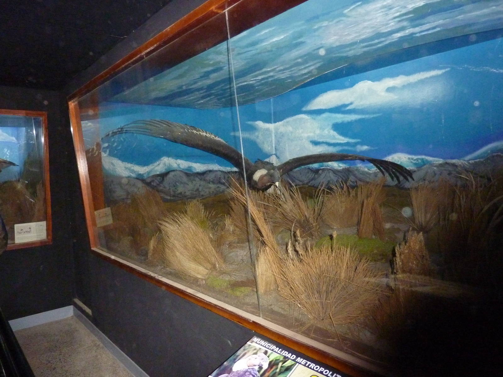 Condor diorama