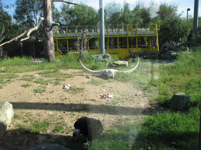 Condor enclosure plus fake Giant Bison Skull