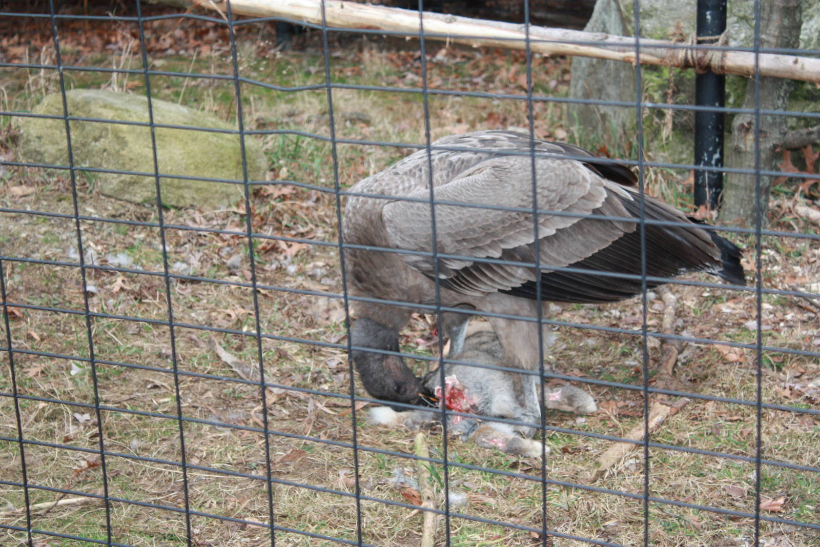 Condor Enrichment
