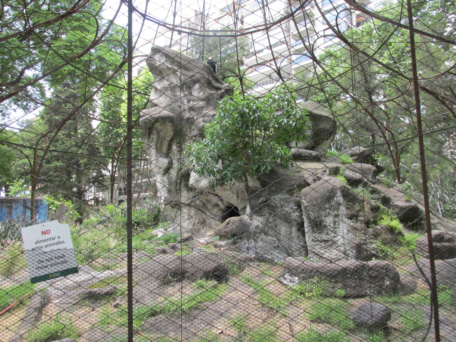 condor exhibit BA zoo