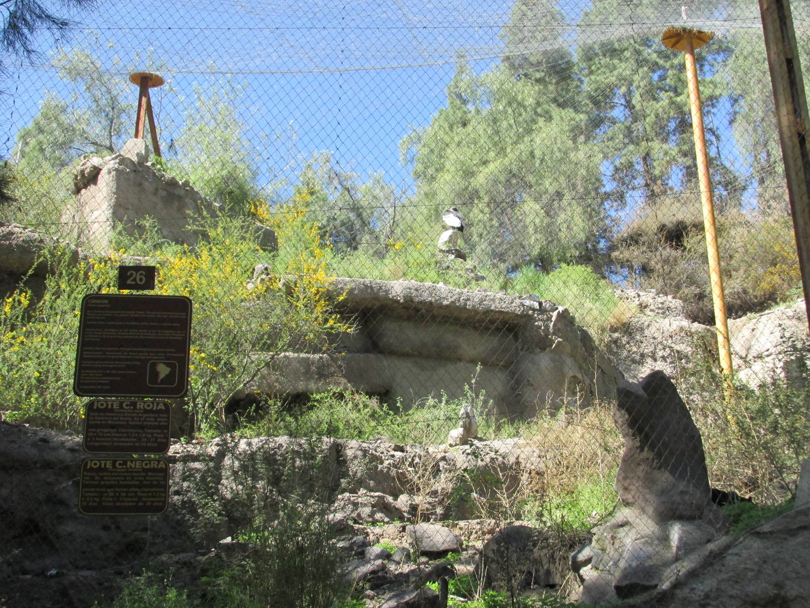 condor exhibit mendoza zoo