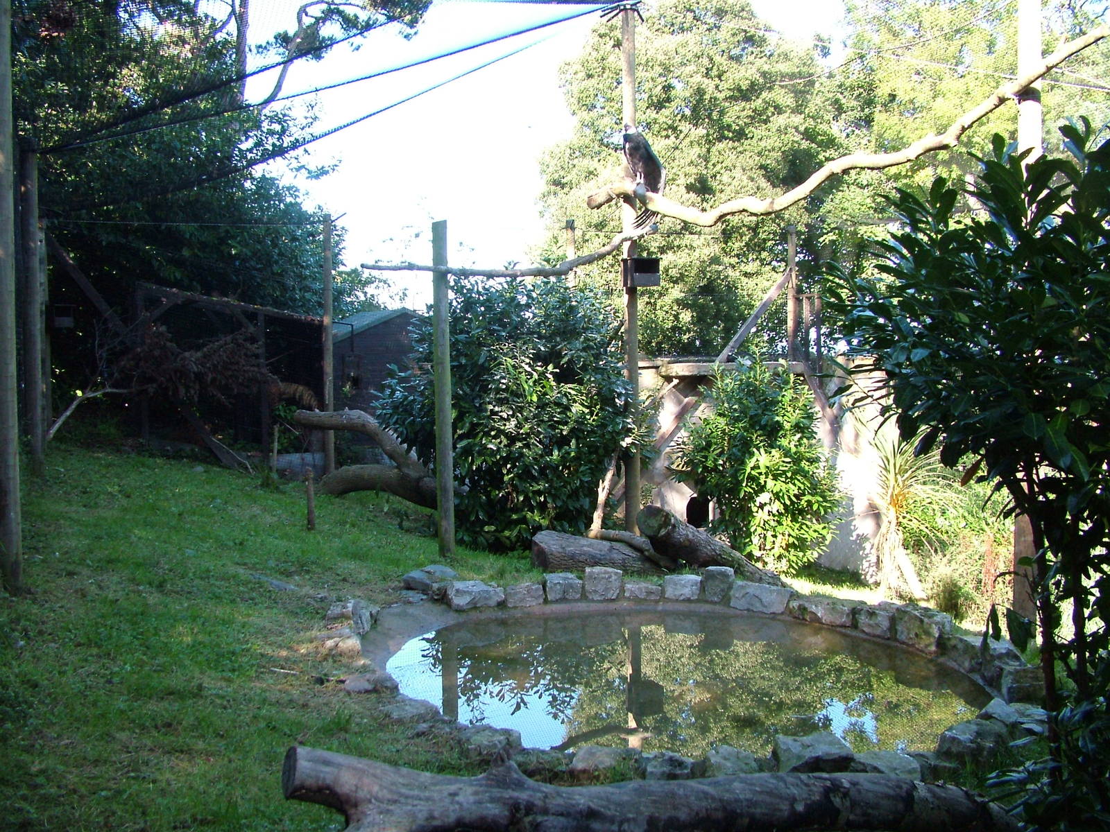 'Condor Huasi' at the Welsh Mountain Zoo Oct 08