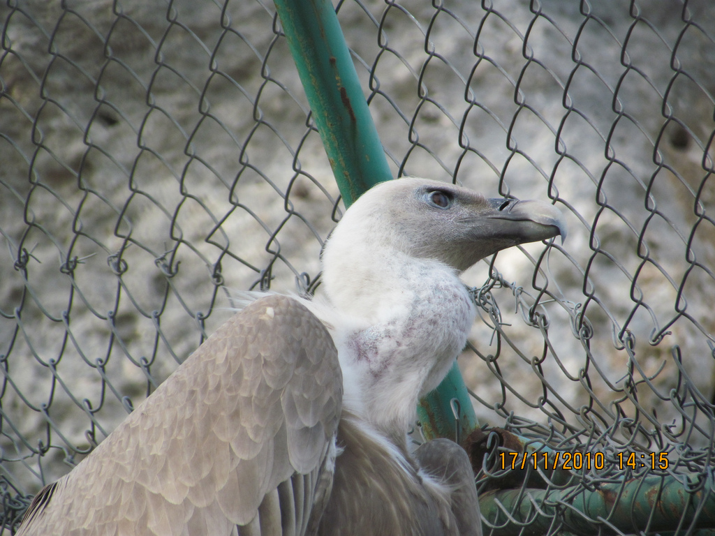 Condor in Antalya Zoo