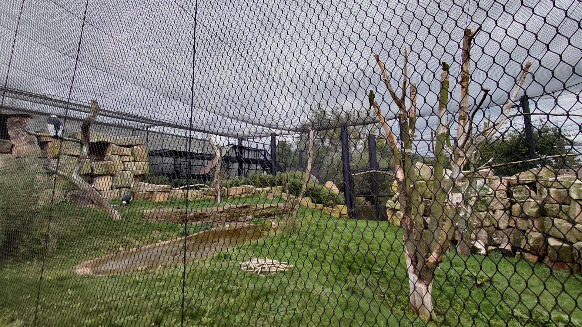 Condor + macaw aviary