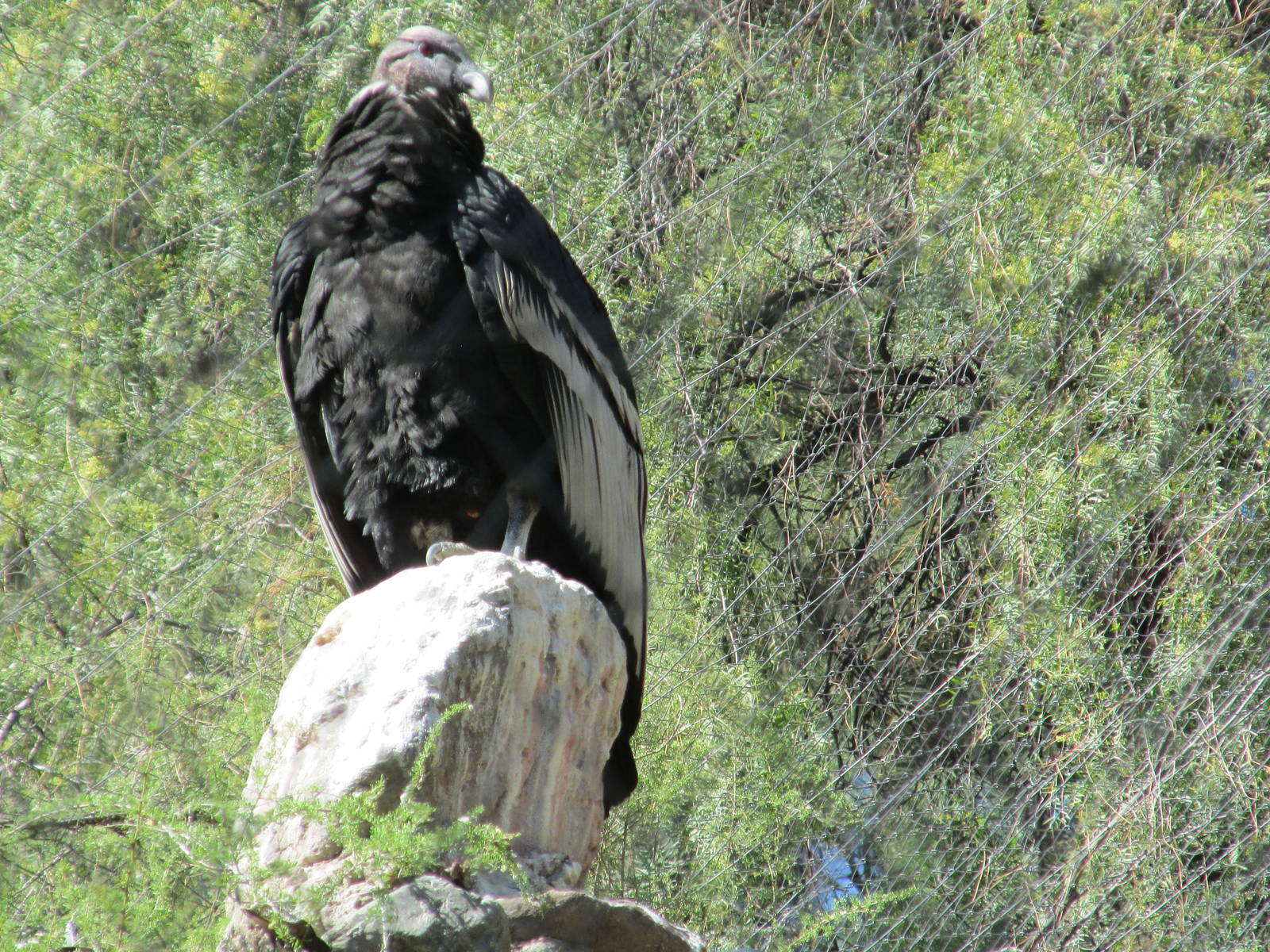 condor mendoza zoo