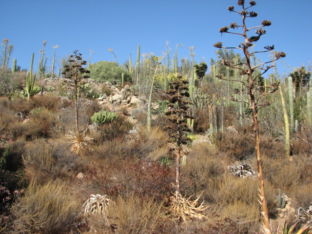 Condor Ridge - Baja Garden