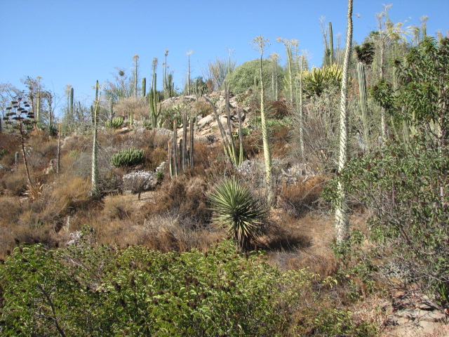 Condor Ridge - Baja Garden