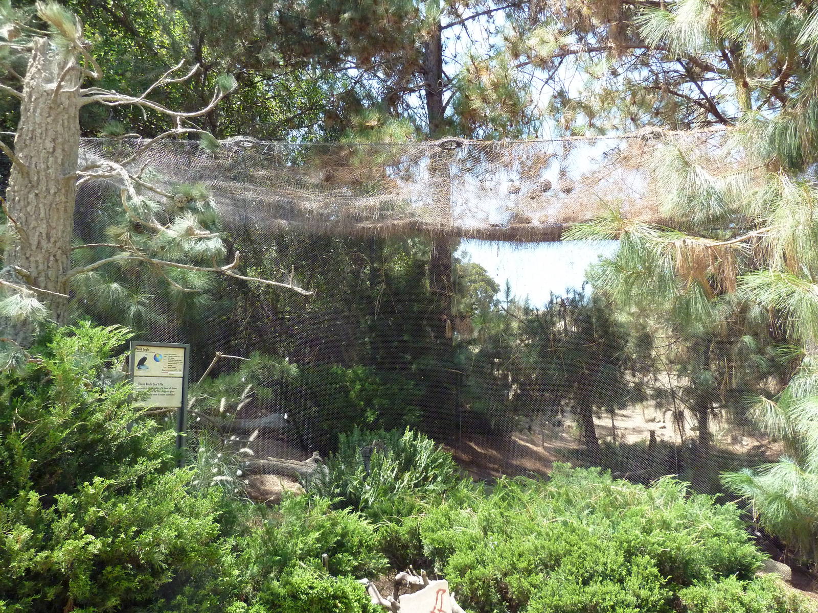 Condor Ridge - Bald Eagle Exhibit