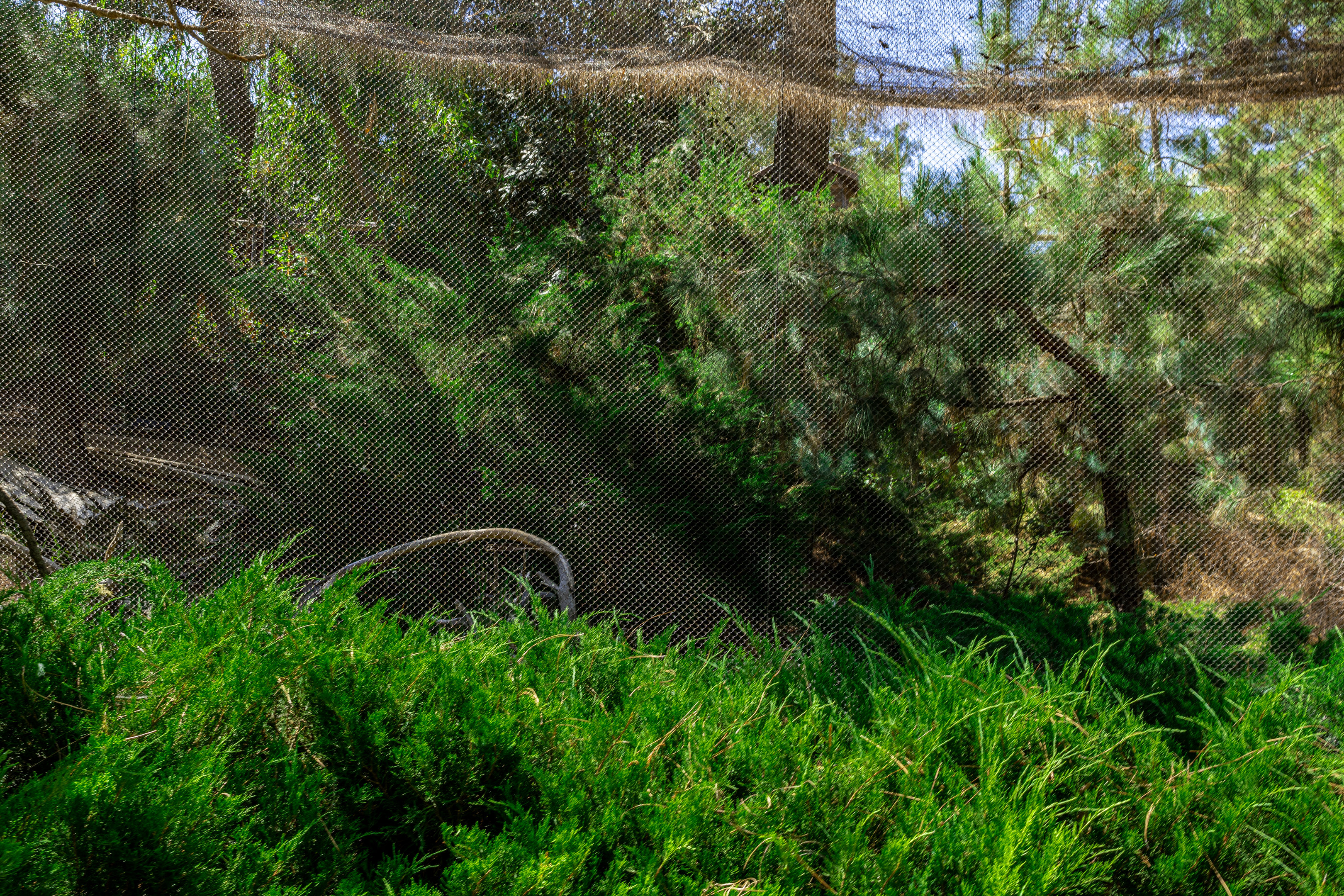 Condor Ridge: Bald Eagle exhibit