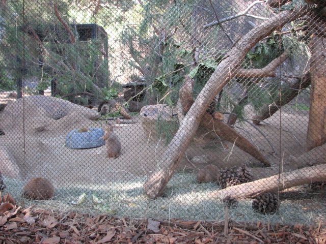 Condor Ridge - Black-Tailed Prairie Dog