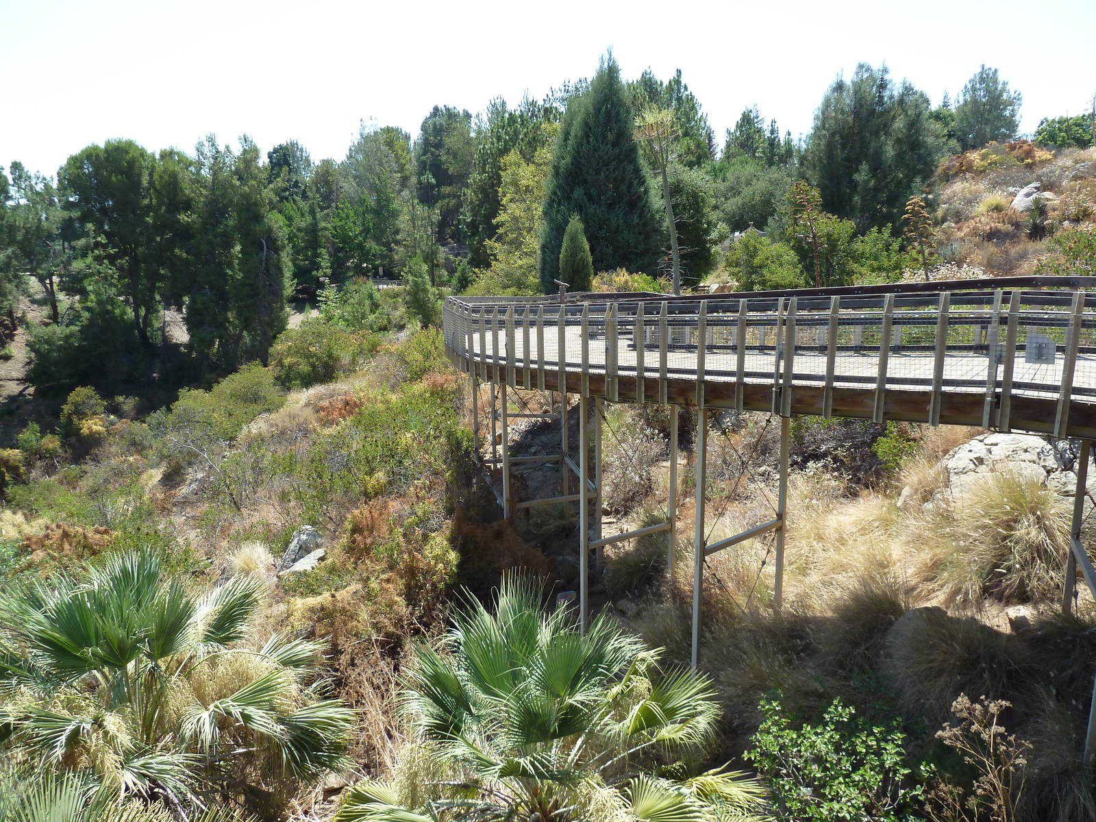 Condor Ridge - Boardwalk