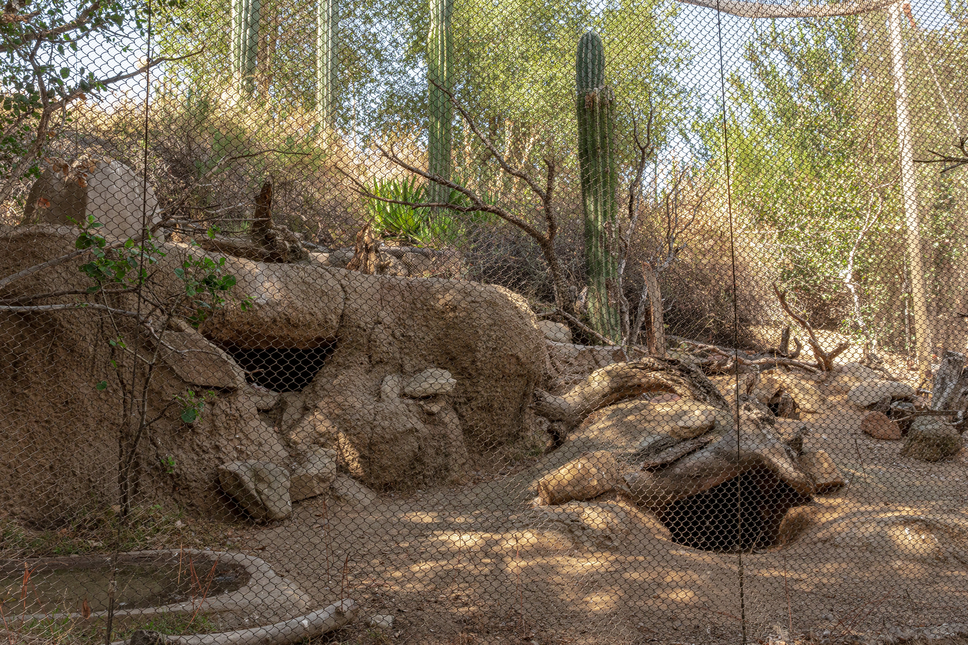 Condor Ridge: Burrowing Owl and Desert Tortoise exhibit
