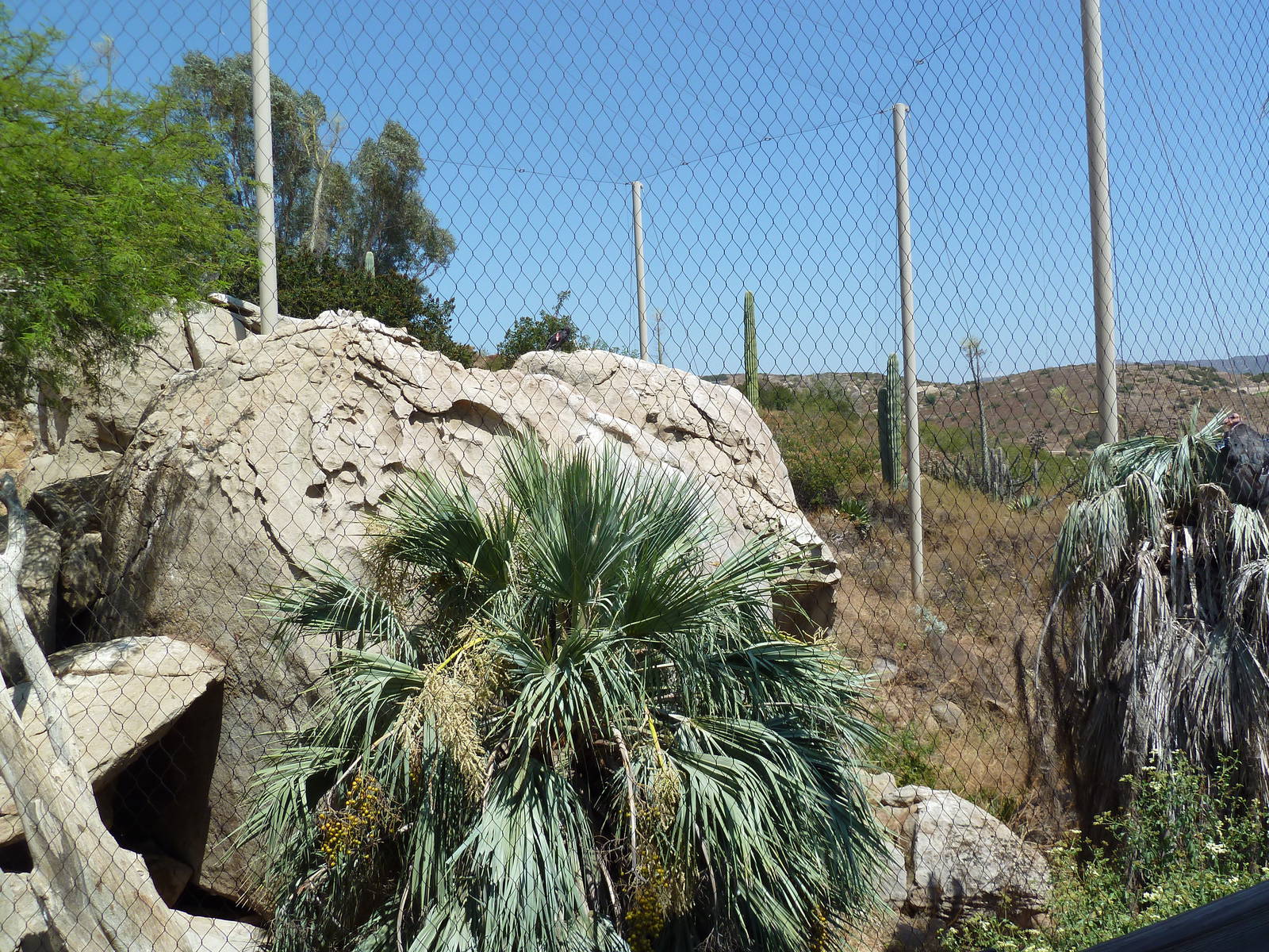 Condor Ridge - California Condor Exhibit