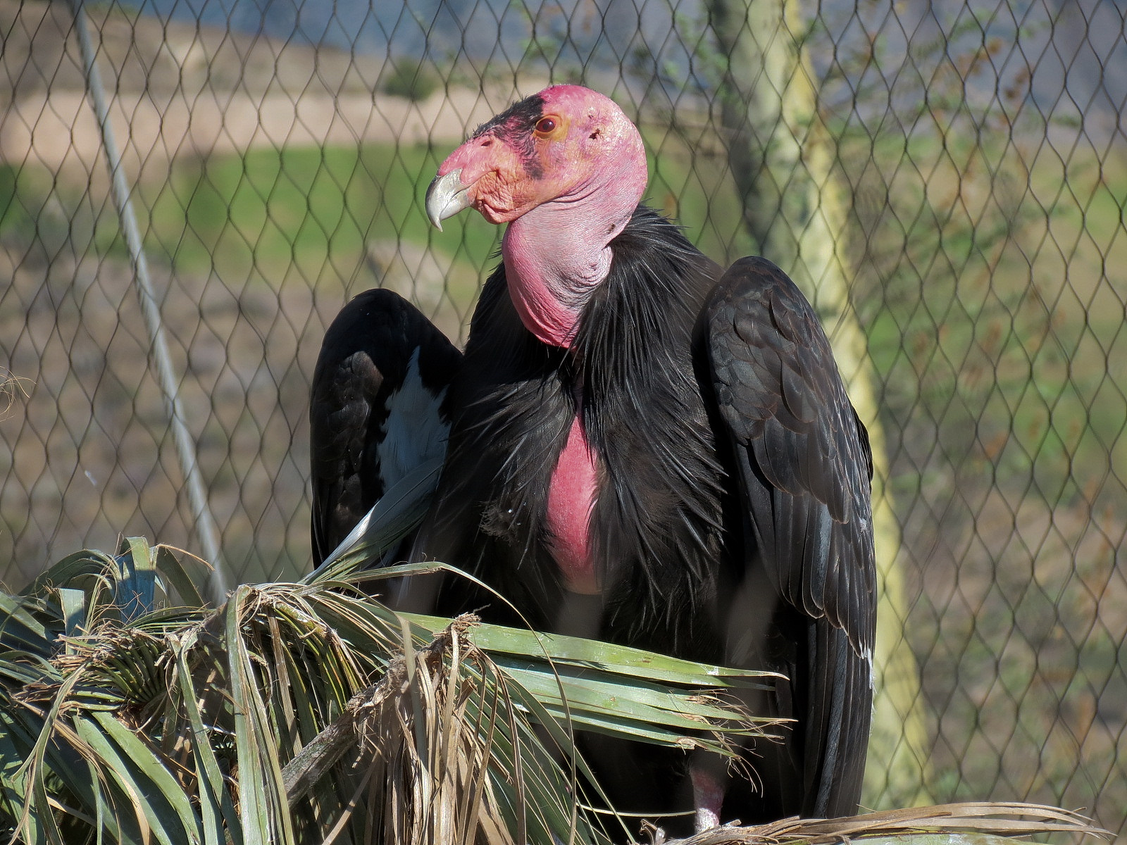 Condor Ridge - California Condor Exhibit