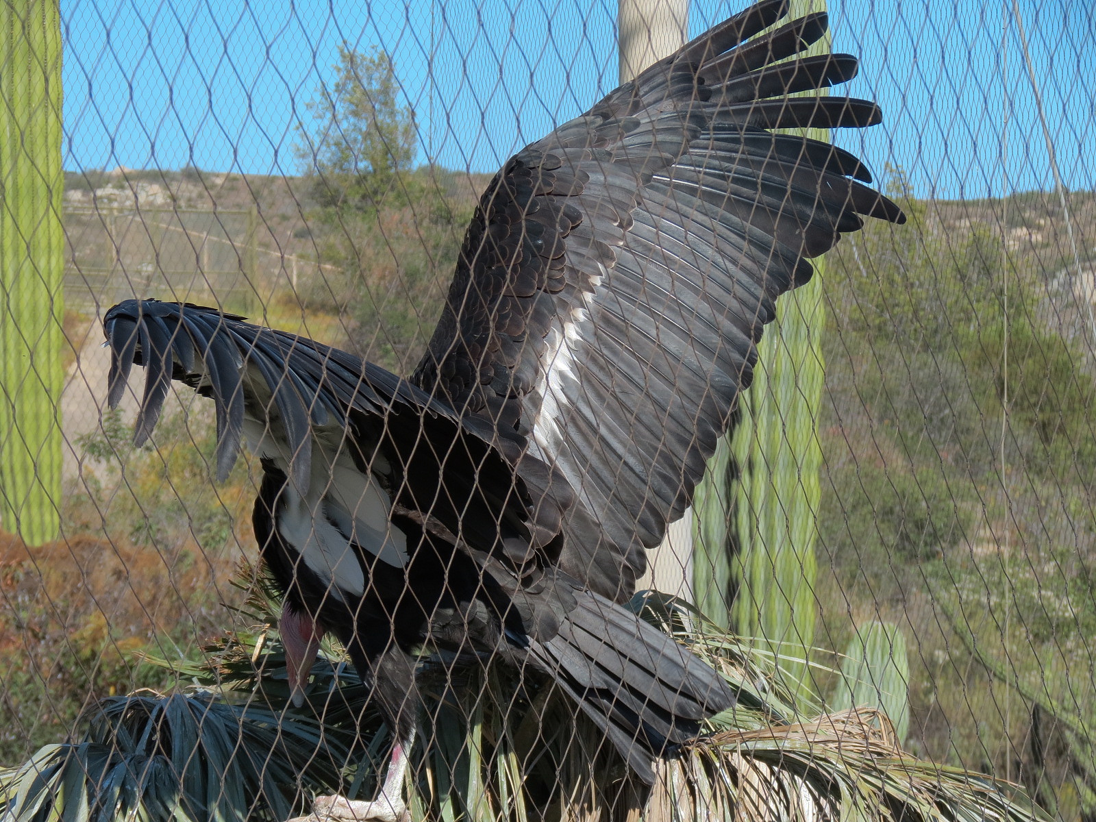 Condor Ridge - California Condor Exhibit